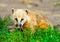 Portrait of a coati. Nasua