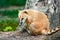 Portrait of a coati. Nasua