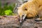 Portrait of a coati. Nasua