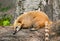 Portrait of a coati. Nasua