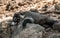 Portrait on a coati relaxing in the sun. Tepotzlan, Mexico.