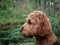 Portrait of a Cockapoo in a forest