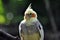 Portrait of a cockatiel bird