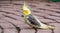 Portrait of a cockatiel in closeup, popular pet in aviculture, tropical bird specie from Australia