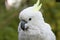 Portrait of a cockatoo