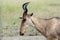 Portrait of a Coke`s hartebeest in the Sernegeti.