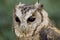 Portrait from Collared Scops Owl