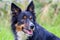 Portrait of Colored border collie dog