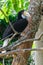 Portrait of colorful female wreathed hornbill bird sitting on the branch in rainforest