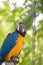 Portrait colorful macaw parrot