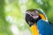 Portrait colorful macaw parrot