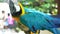 Portrait colorful Macaw parrot on a branch.