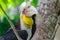 Portrait of colorful male wreathed hornbill bird sitting on the branch in rainforest
