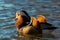 Portrait colorful Mandarin duck male Aix galericulata swimming in the river