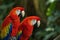 Portrait of colorful pair Scarlet Macaw parrot against jungle background