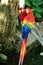 Portrait of colorful pair Scarlet Macaw parrot against jungle background