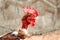 Portrait of colorful Phoenix cockerel head [close-up] standing on traditional rural barnyard-on 21 JULY 2017.