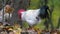 Portrait of Colorful Rooster in the Farm. Autumn Leaves in Background. Red Jungle Fowl, Natural Light During the Day II