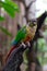 Portrait of colorful Scarlet Macaw parrot against jungle background