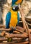 Portrait of colorful Scarlet Macaw parrot against jungle background