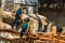 Portrait of colorful Scarlet Macaw parrot against jungle background