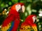 Portrait of colorful Scarlet Macaw parrots