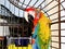 Portrait of a colorful scarlet parrot ara against the jungle. Side view of a head of a wild macaw parrot in a cage.