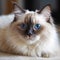 Portrait of a colorpoint Ragdoll cat lying on a sofa beside a window in a light room. Closeup face of a beautiful Ragdoll cat at
