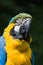 Portrait of coloured bird parrot