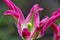 Portrait of a colourful pink tulip