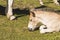 Portrait of a colt resting on the meadow in the north of Spain