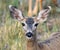 Portrait of a Columbian black-tailed deer looking straight