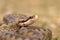 Portrait of common crossed viper