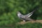 Portrait of a Common cuckoo (Cuculus canorus)