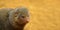 Portrait of the common dwarf mongoose