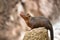 Portrait of a common dwarf mongoose stood on a rock and looking up
