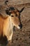 Portrait of a Common Eland