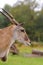 A portrait of a common eland oryx in the rain