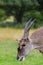 A portrait of a common eland oryx in the rain