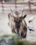 Portrait of a Common eland in a ranch under the sunlight with a blurry background