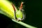 Portrait of Common evening brown caterpillar, Melanitis leda, Pune