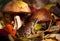 Portrait of the common frog Rana temporaria in the autumn forest