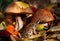 Portrait of the common frog Rana temporaria in the autumn forest