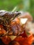 Portrait of the common frog Rana temporaria in the autumn forest