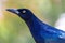 Portrait of a Common Grackle