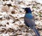 Portrait of Common Grackle