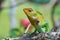 The portrait of common green forest lizard or Calotes calotes