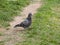 Portrait of a common grey urban pigeon