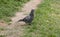 Portrait of a common grey urban pigeon