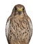 Portrait of Common Kestrel